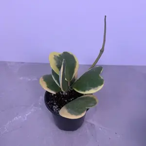 Hoya Kerrii Albomarginata 4” | Variegated Sweetheart Hoya | Live Plant