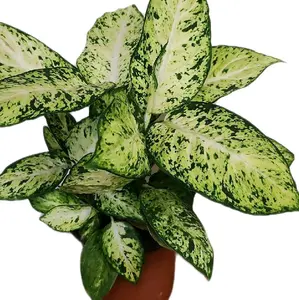 6" Deiffenbachia Dumb Cane Plant 'Amy' Houseplant