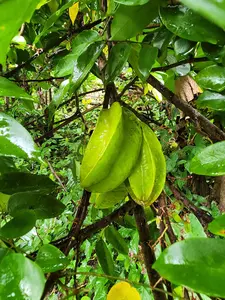Star Fruit Tree (Averrhoa carambola). (Carambola).
