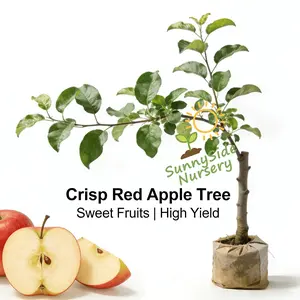Red apple tree seedlings with strong yield potential, suitable for garden planting, easy maintenance, and ideal for backyard planting