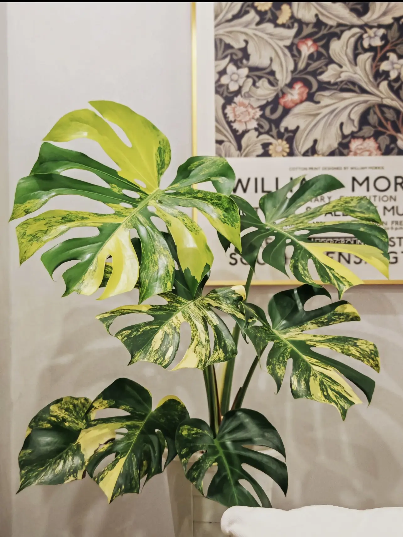 Rare Monstera Deliciosa Aurea Live Plant 2-Inch Pot | Yellow Variegated Monstera | Collector Aroid
