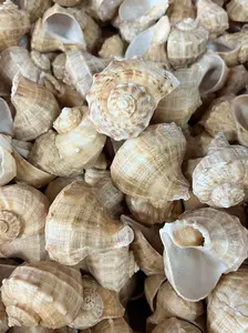 Rapa Turnip Conch Shell Rapana Bulbosa