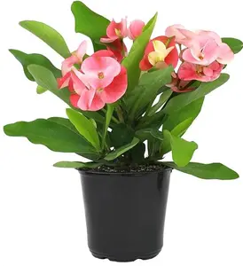 Euphorbia Crown of Thorns Plant Decor, Perennial Plants Ready to Plant, Cactus Plants Live Houseplants, Outdoor Plants Live House Plants Live Plants Indoor Plants Live Houseplants