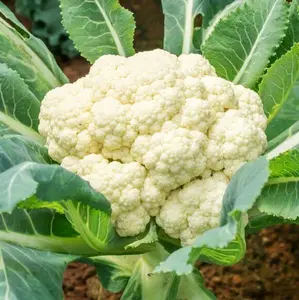 TomorrowSeeds - Snowball Cauliflower Seeds -  Cold Hardy White Cabbage Flower Fall Garden Vegetable Broccoli Seed Non GMO 2024 Season