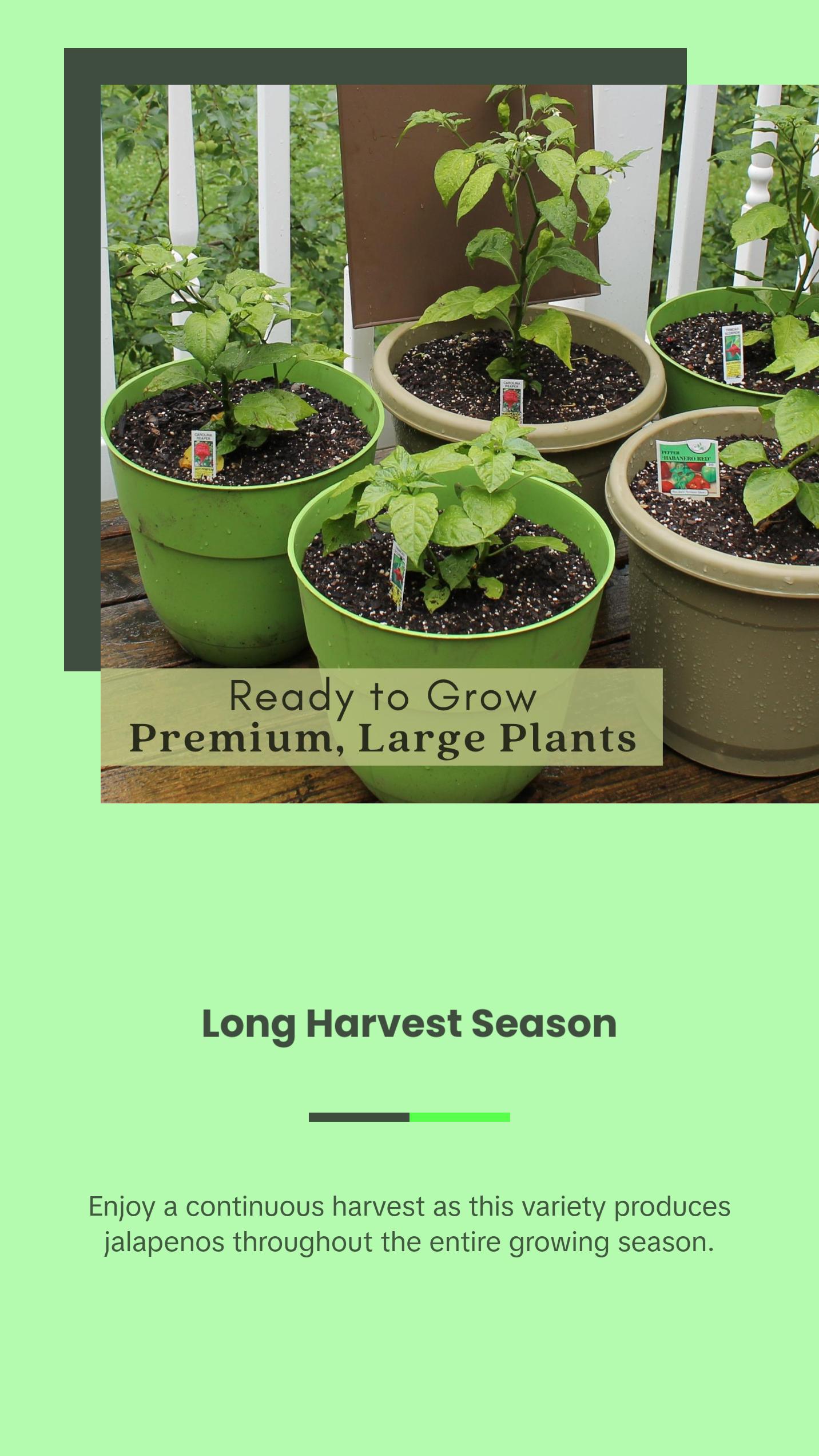 Jalapeno Megatron Peppers | Two Live Garden Plants | Jumbo Fruit, Non-GMO, Mild Heat, Great Producer