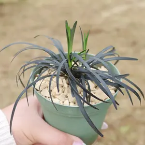 Black Mondo Grass 'Ophiopogon planiscapus Nigrescens'