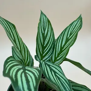 Calathea Vittata | 4 In. Pot | House Plant | Live Plant