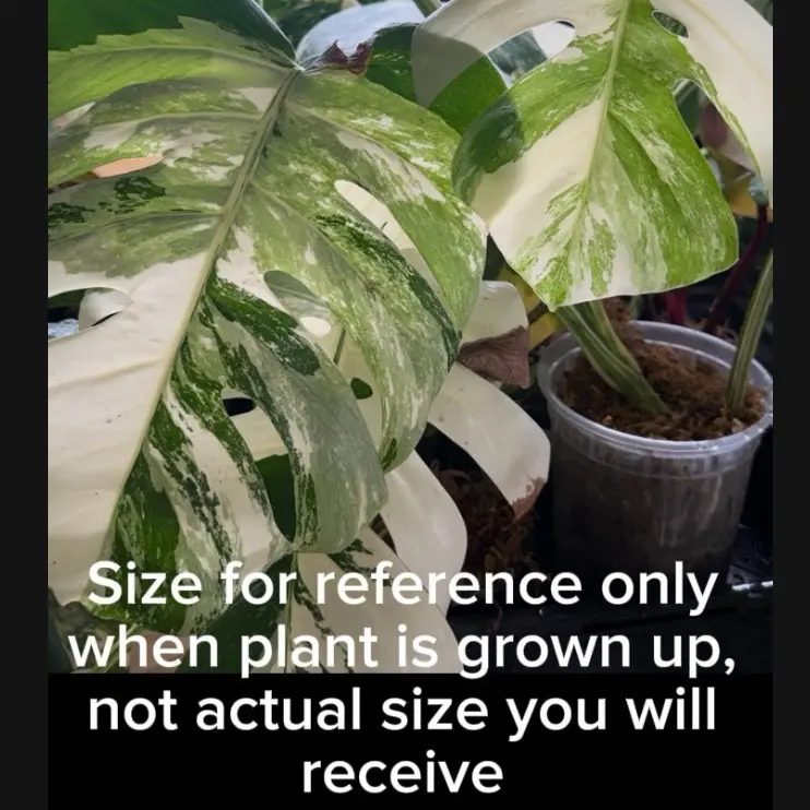 gynostemma plant for sale Bellfarm® Gynostemma pentaphyllum Seeds – MUCIAKIE main image 1
