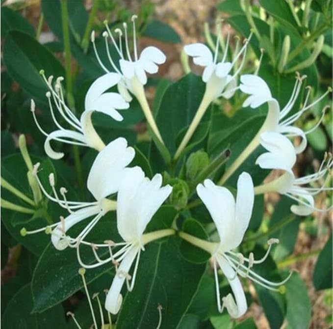 1000 Mixed Honeysuckle Seeds Honeysuckle Plant Vine Fragrant Cloud Honeysuckle Flowers Striking Potted Hanging Flowers Attract Pollinators