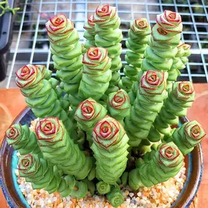 2" Live Succulents Collection, Crassula - Jade Necklace,Real Live Potted Plants For Indoor And Outdoor, Delivered With Soil By Local Artists, Low Maintenance, Mixed Colors And Textures, Perfect For Baby Shower Wedding Party Creative Gifts Decorations