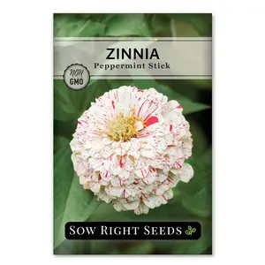 Peppermint Stick Zinnia Seeds