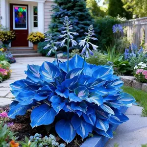 800PCS Hosta Seeds Long-Lasting Perennial – Grow Once, Enjoy for Years