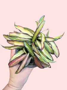 4" Hoya Wayetii Tricolor - Pink, Cream & Green Variegation - Pet Safe - Rainbow Hoya - Variegated Wax Vine