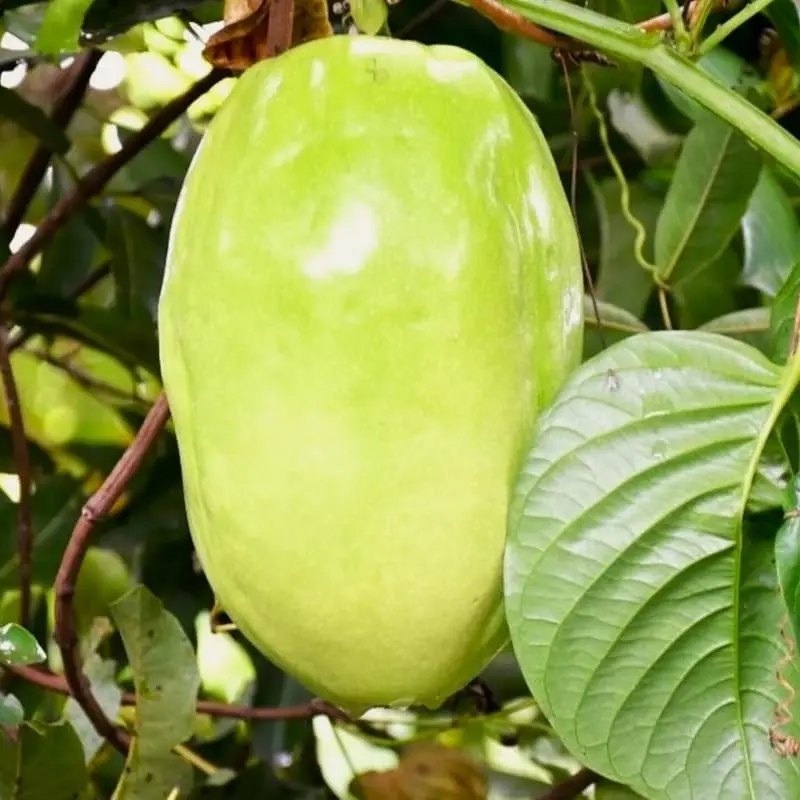 Giant Passionfruit Plant Live 6 to 8 inch tall Passion Fruit Tree Ready to Plant