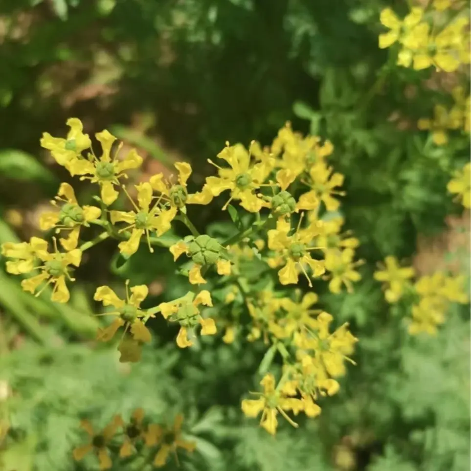 800 Pcs Rue Herb Seeds – Medicinal & Ornamental Plant, Hardy Perennial with Distinct Aroma, Easy to Grow for Home Garden & Pots