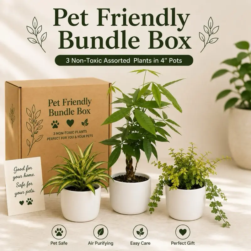 Pet Friendly  Bundle Box - 3 Non-Toxic Assorted  Plants in 4" Pots