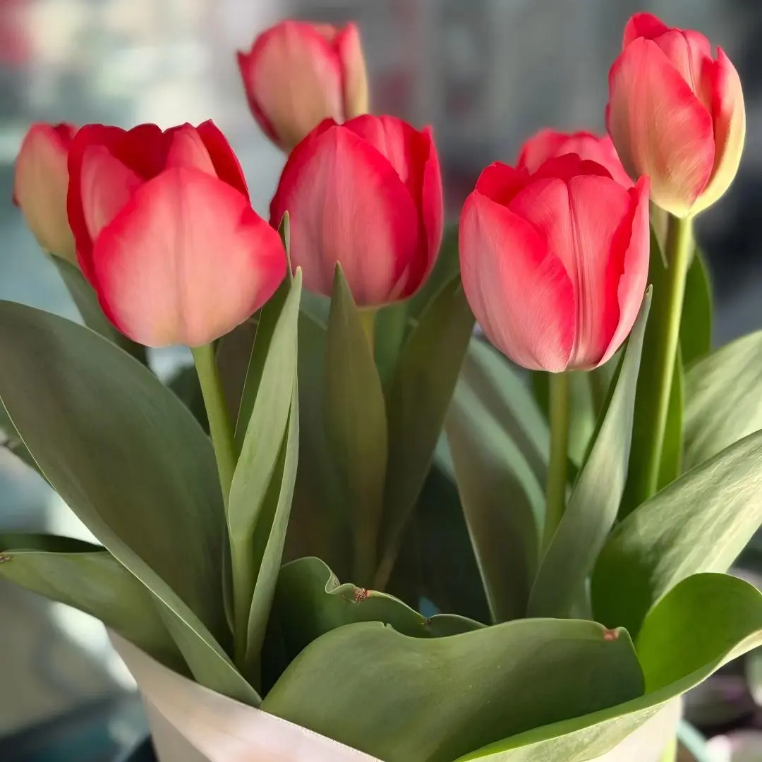 2-Pcs Hardy Perennial Tulip Bulbs, Spring Flower Bulbs for Beginner Gardeners & DIY Florist Bouquet Arrangement backyard space