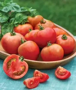 Early Girl Slicing Tomato Seeds, 50 Non-GMO Seeds for Home Garden Planting, High-Yield Fresh Tomato Variety for Slicing Use