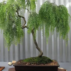 Live Dwarf Australian Weeping Willow Bonsai - Grows Very Fast - Indoors Outdoors