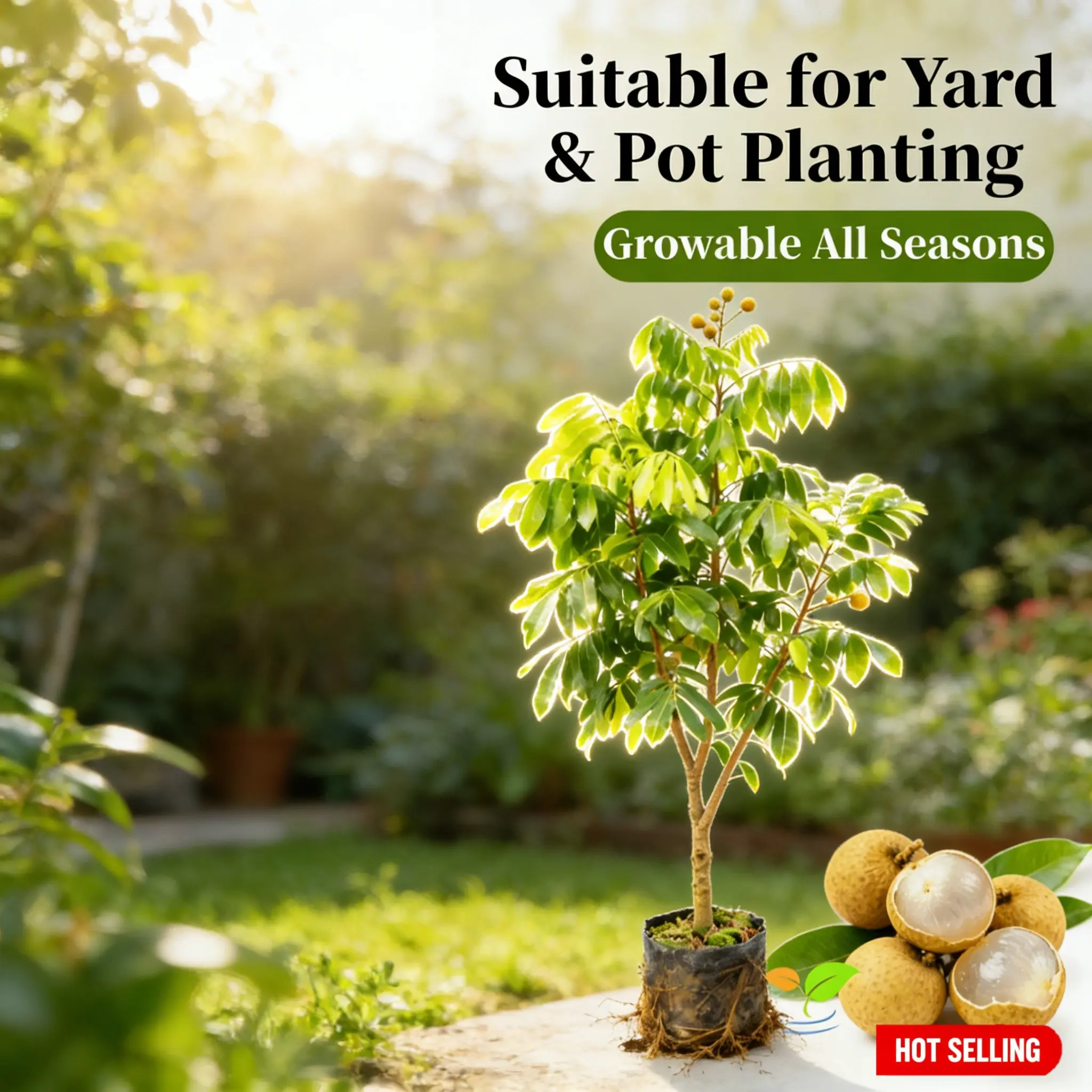 Grafted Bare Root Longan Saplings - Sweet Flesh, High-Yield Perennial Edible Fruit Live Trees for Home Garden, Patio Potted Cultivation