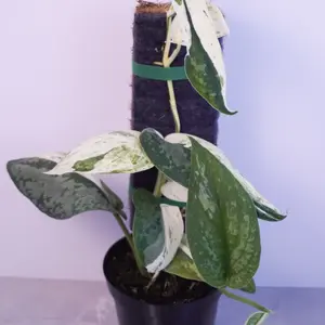 RARE Scindapsus Silver Cloud Albo 4” (Pole) | Variegated Scindapsus