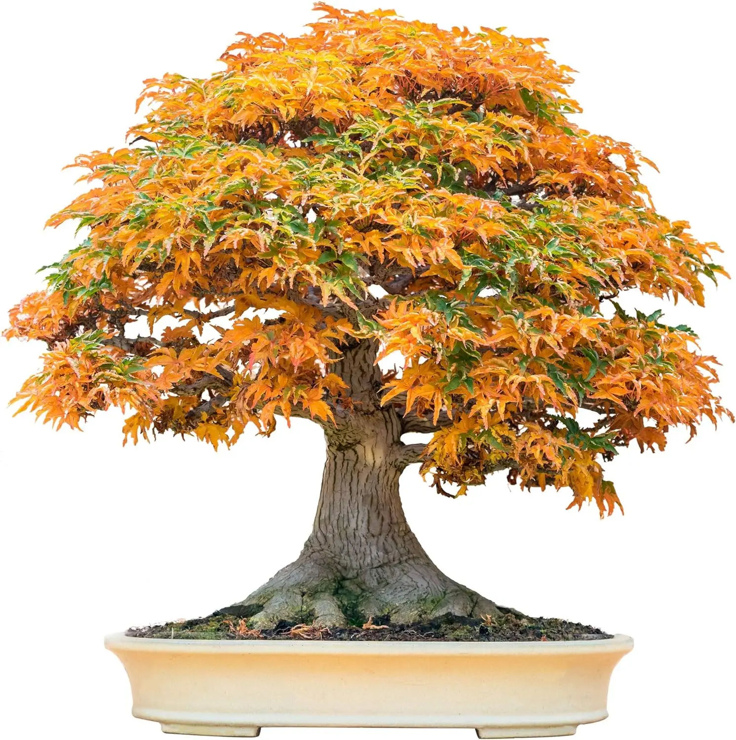 20+ Bonsai Tree Seeds - Summer Blooming Period, Full Sun Exposure, Clay Soil - 20 Count