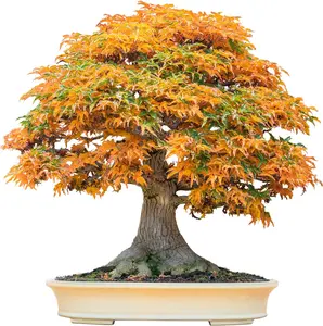 20+ Bonsai Tree Seeds - Summer Blooming Period, Full Sun Exposure, Clay Soil - 20 Count