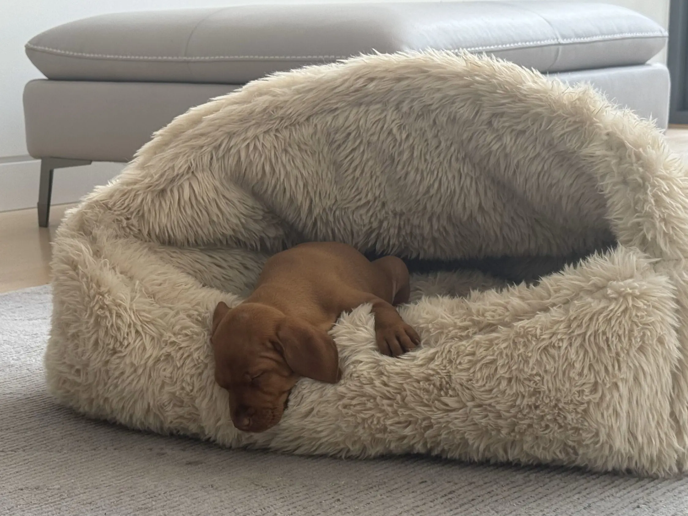 Bowsers Canopy Cozy: Stylish and Comfortable Pet Bed for Ultimate Relaxation in 3 Vibrant Colors