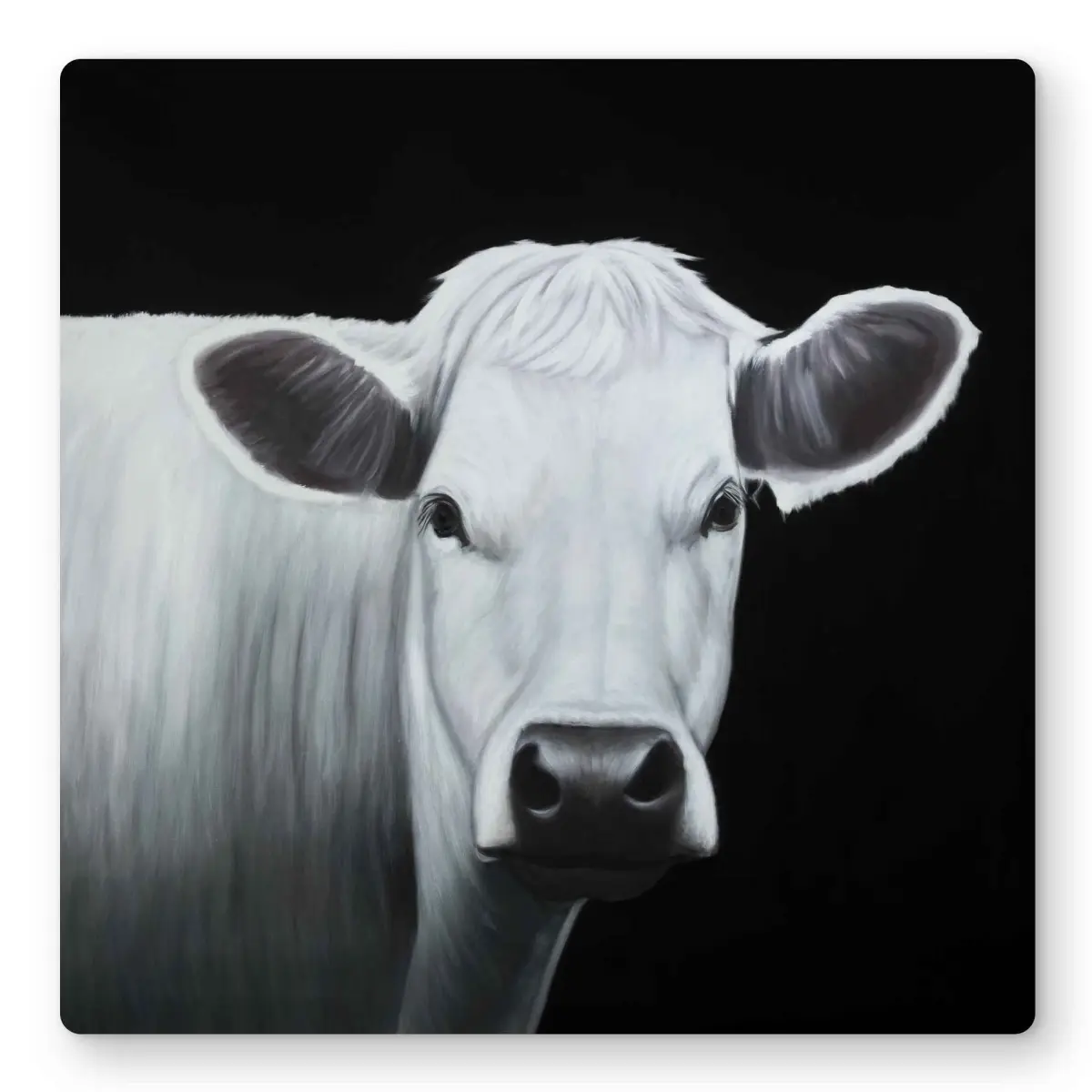 212 MAIN 16x16 in. Lightweight Artistic White Cow Aluminum Metal Photo Print Wall Art - Durable, Hangable Farmhouse Decor for Kitchen, Dining Room by Home Decor Enthusiasts