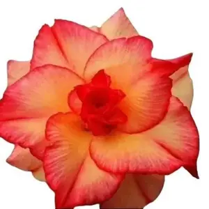 Green River 4 Pcs Double Red Yellow Desert Rose Seeds - Premium Desert Rose Plant Seeds for Pots & Garden, Rare Bonsai Flower Seeds, Easy to Grow Desert Rose Seedlings, Seeds for Gardening & Planting Outdoors