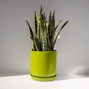 Vintage Green Mid Century Modern Ceramic Cylinder Planter