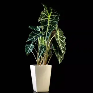Plant Polly Elephant Ear (Dwarf Amazonica) - Alocasia - Live Plant for Indoor and Outdoor Use