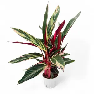 Triostar Stromanthe, 6inch Pot, Pet Friendly