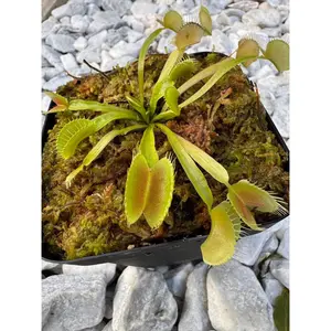Venus Flytrap (Dionaea Muscipula) King Henry in a 3.5" pot