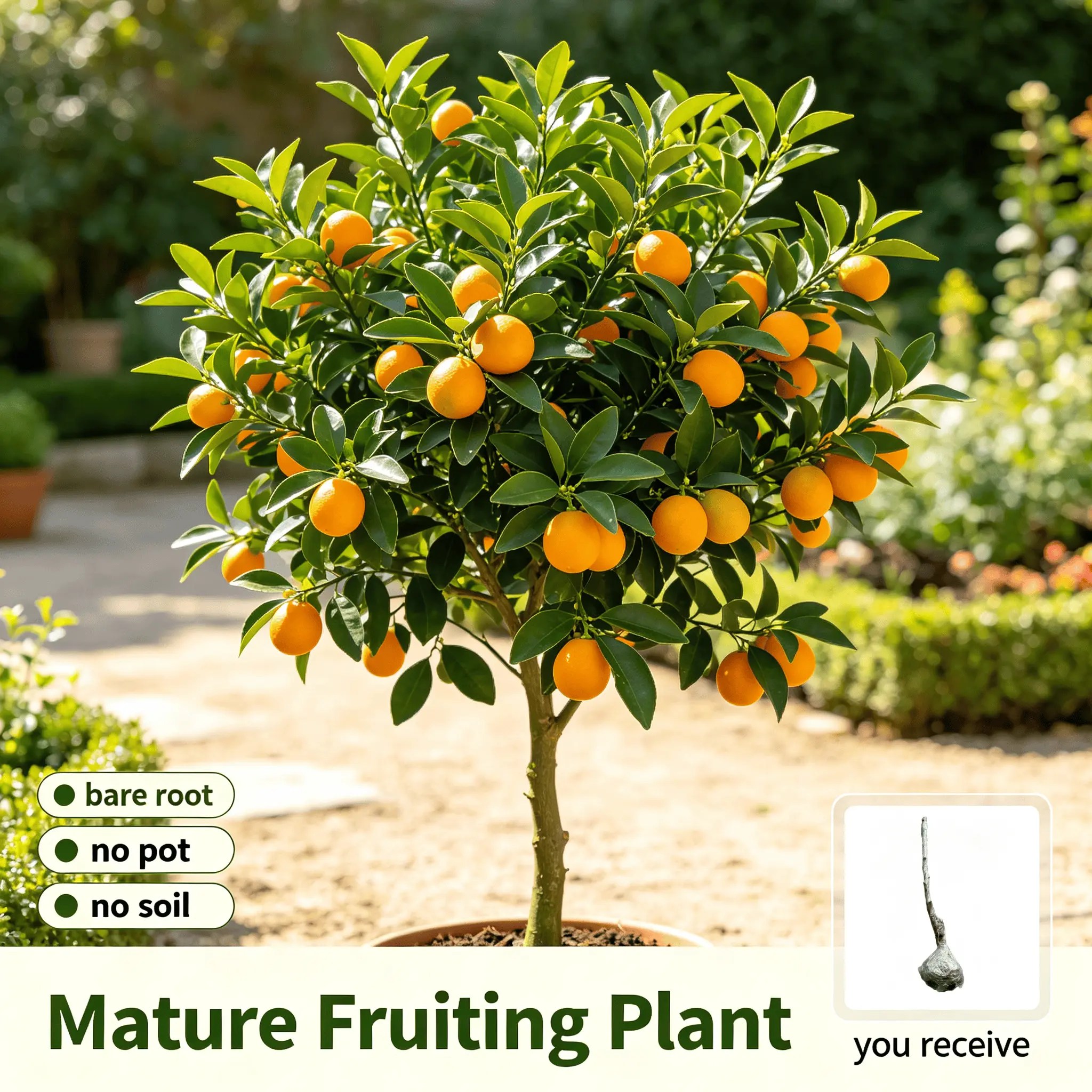 Compact Sweet Kumquat Bare Root Tree Sapling, Heavy-Bearing Evergreen Citrus, Year-Round Fruit Producer for Backyard Landscape & Home Orchard Outdoor Sunlight Growth