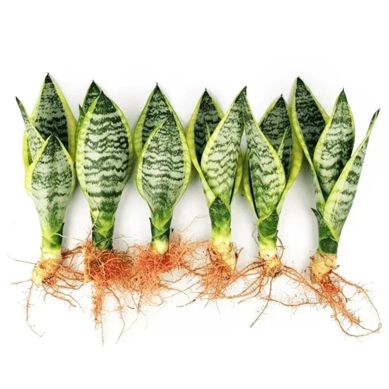 1 tiger tail orchid/tiger pilan, bare root delivery, soilless ...