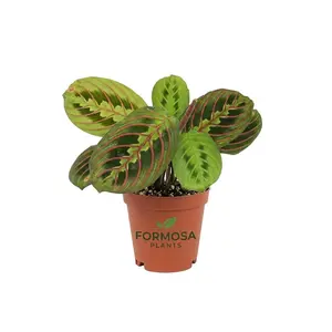 Red Maranta Prayer Plant - 1 Live Plant in a 2 Inch Pot - Striking Red-Veined Foliage, Easy Care Tropical Indoor Houseplant - Maranta leuconeura 'Erythroneura'