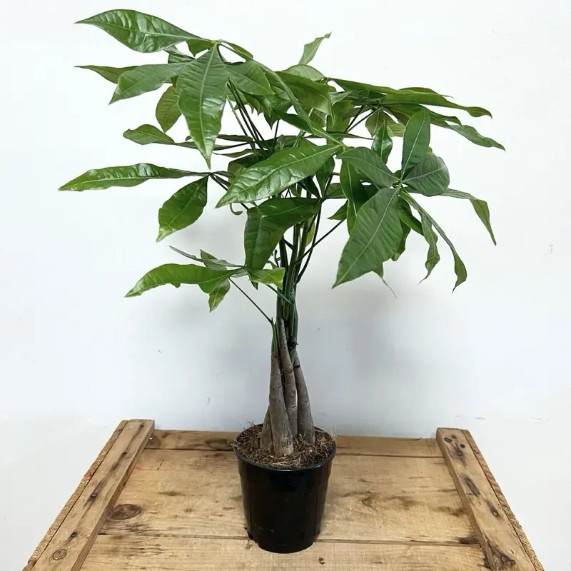 PACHIRA AQUATICA MONEY TREE 4INCH POT