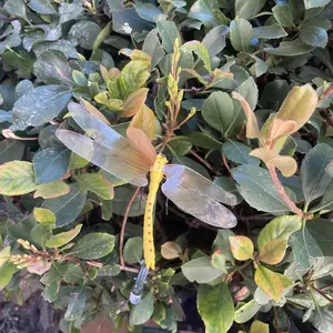 Dragonfly Baby Hat Clips, Dragonfly Clips Insect Repellent, Dragonfly Clips Accent for Baby Hats, Dragonfly Hat Clips Insect Repellent, Butterfly Garden Decorative Clip Accessories, Baby Outfit Dragonfly Accessories, suitable for children to play