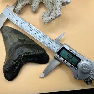 4.2” fossil shark