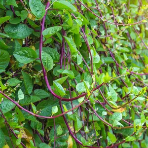 10 to 500 Red malabar spinach seeds for planting, Mồng Tơi Đỏ, Basella alba Asian garden vegetable seeds