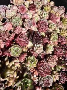 100pcs Random Succulent Plants 0.5–1.5 Inch Bare Root | Live Succulent Mix, Easy Care, Indoor Plants, Bulk Pack, Gift & Home Decor