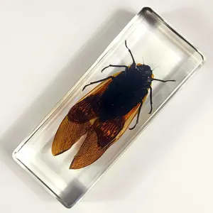 4.3" Real Giant Coconut Cicada in Crystal Clear Lucite Resin Paperweight Specimen Preserved Angamiana Floridula Taxidermy Collection