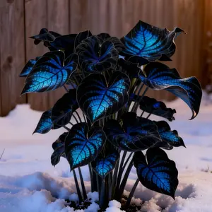Hosta Seeds Perennial Shade Plant for Garden and Yard Non-GMO USA Made with Instructions for Easy Care and Versatile Growth