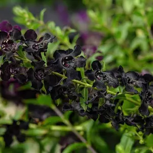 Green River 200 Black Snapdragon Seeds - Rare Heirloom Variety, Garden Drama Blooms, Snapdragon Flower Seed Pack, Perennial Interest For Unique Floral Displays