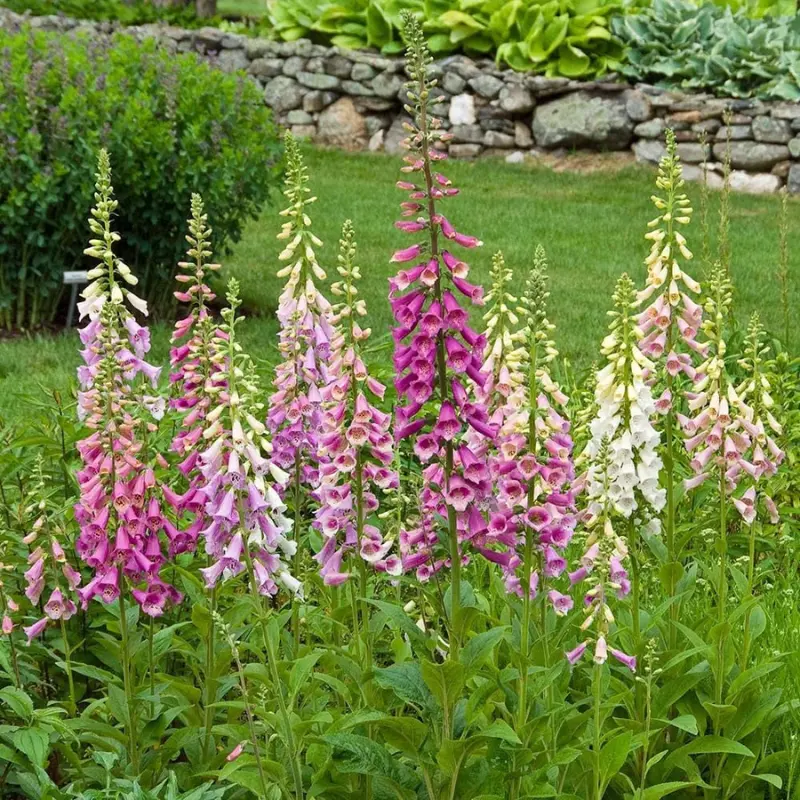 Foxglove Excelsior Mix Organic Seeds (Digitalis purpurea) – Towering spikes of pastel bell-shaped flowers, ideal for pollinator gardens and partial shade.