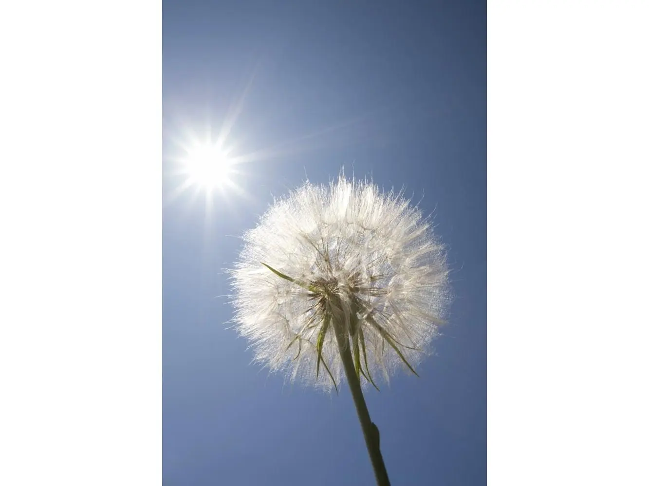 Posterazzi DPI1845463 Artistic Seeded Dandelion Photo Poster Print - Large, 24x36 in, Home Decor Wall Art, Ideal Gift for Home Supplies Enthusiasts