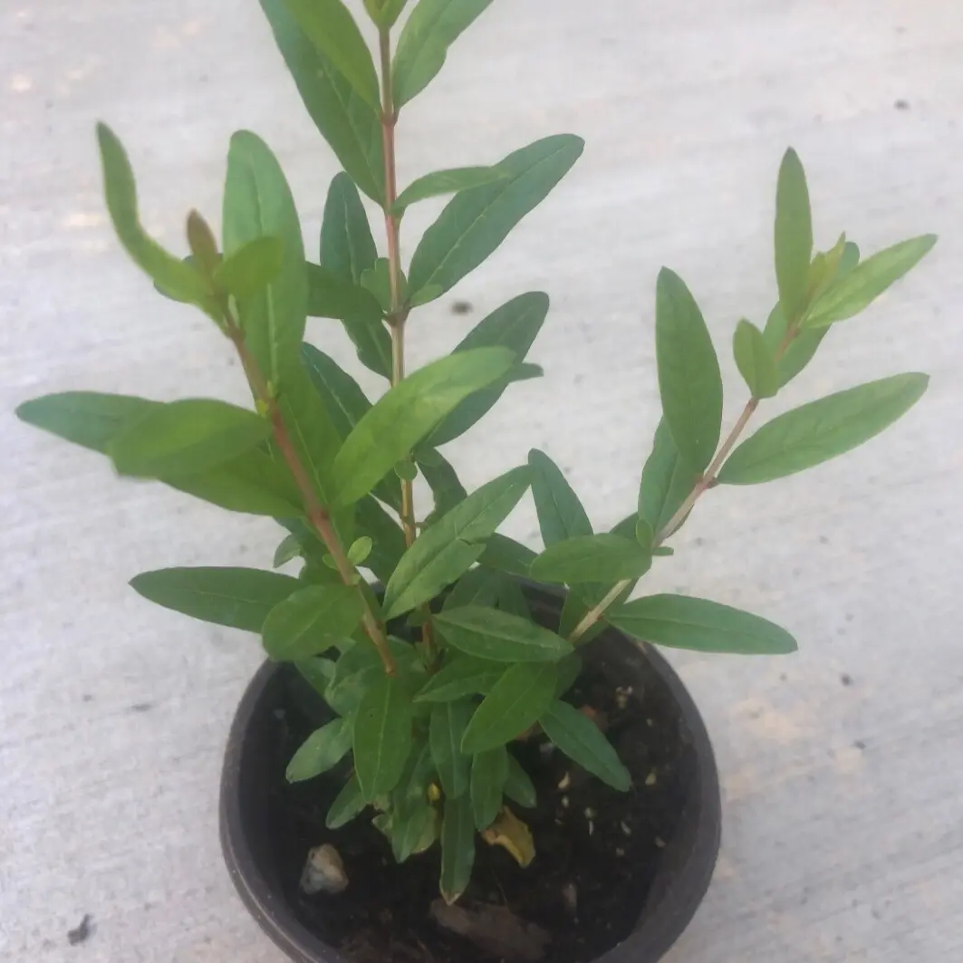 A pomegranate Fruit Live Tree | one year Non GMO naturally grown seedling