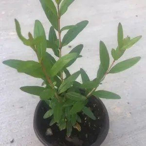 A pomegranate Fruit Live Tree | one year Non GMO naturally grown seedling