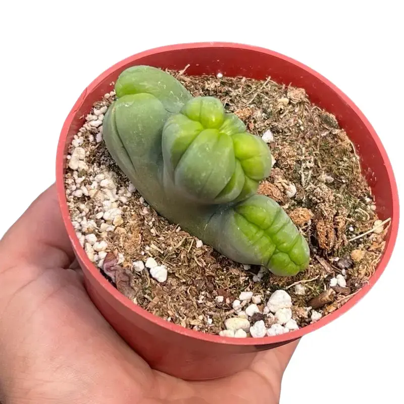 Crested PP Cactus Plant | 4”